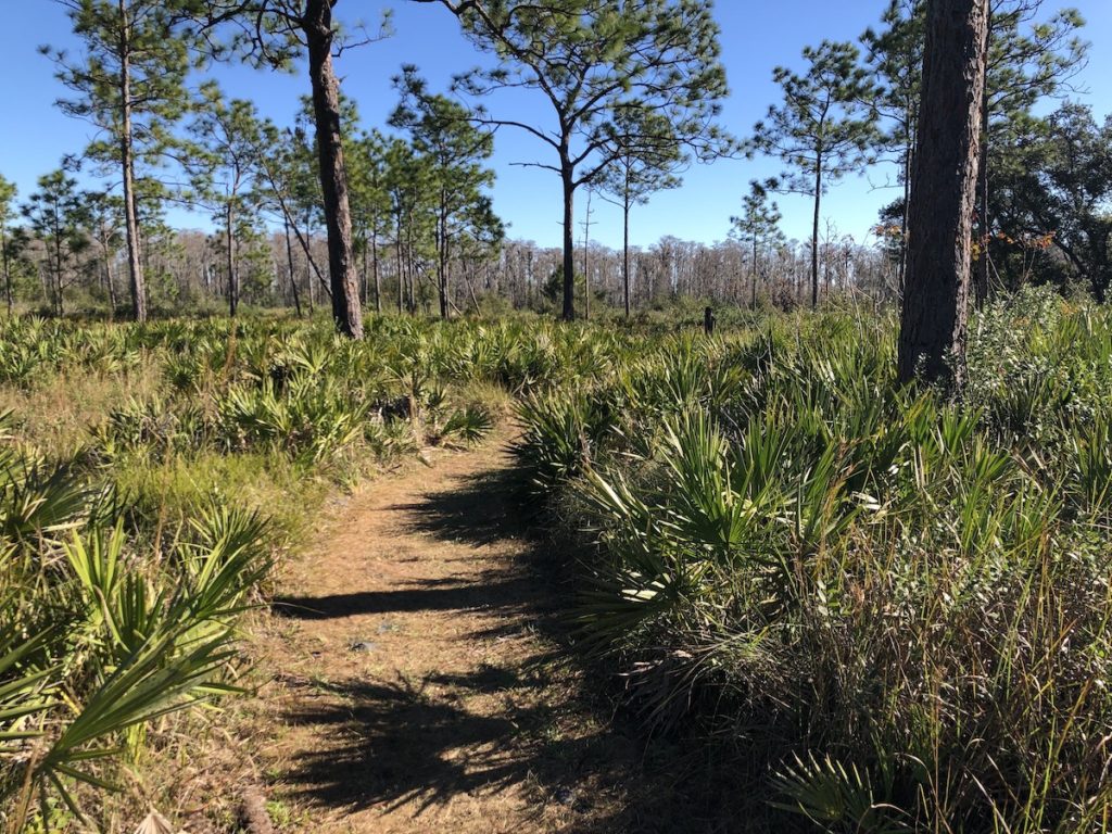 A visit to the Disney Wilderness Preserve - Disney Diary