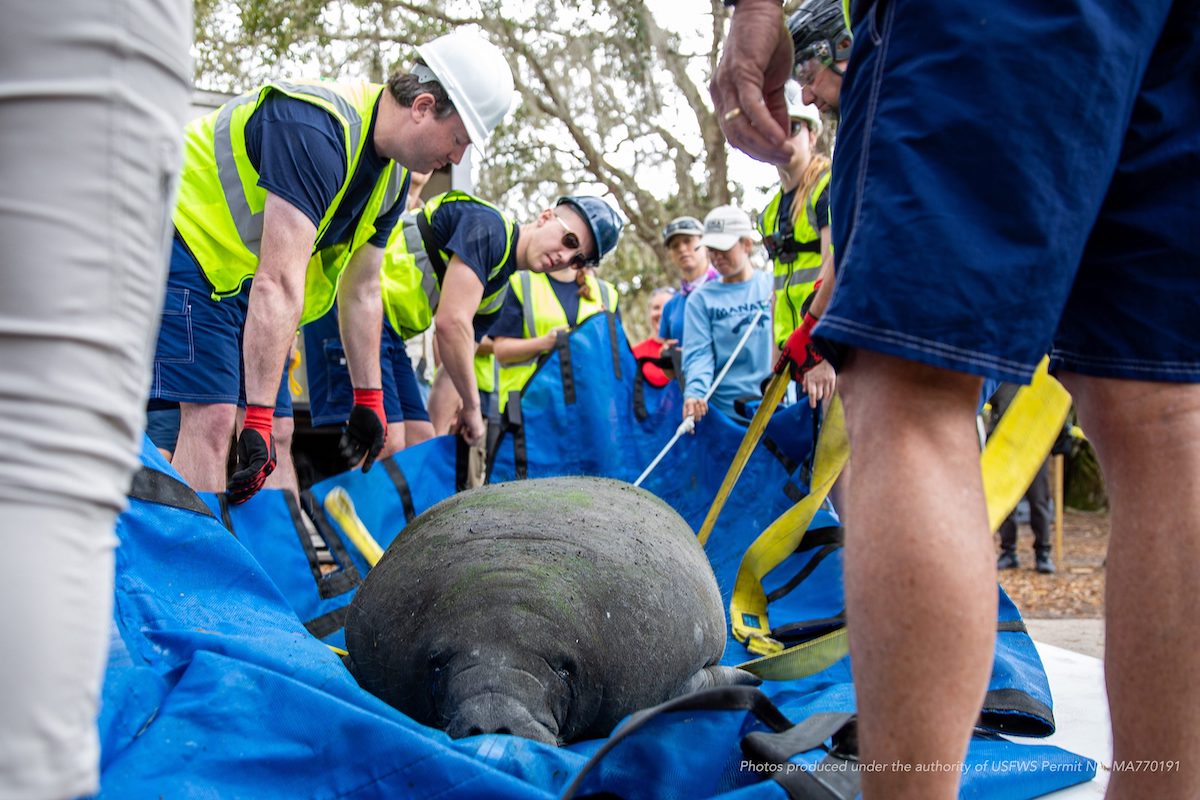 Disney World assists with rehab and release of manatee back into the wild