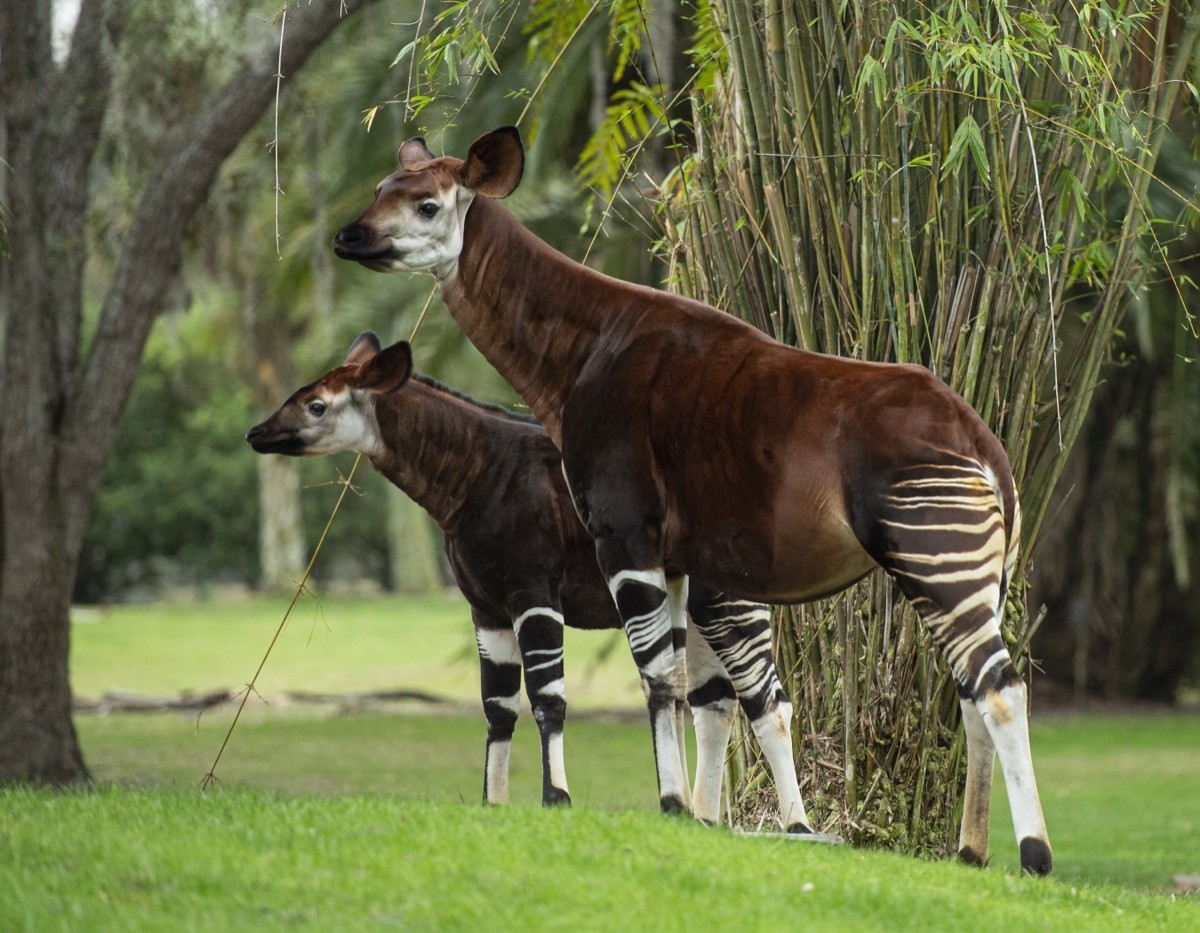 Photos: Beni The Okapi Makes First Appearance On Disney Savanna