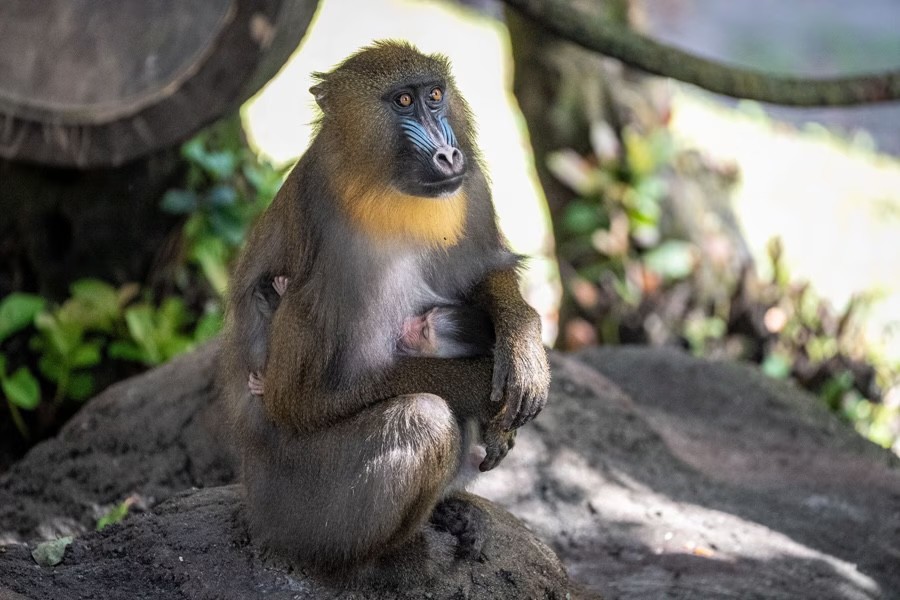 Cute alert: Baby mandrill born at Disney's Animal Kingdom - Disney Diary