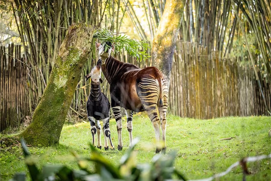 New baby okapi named in honor of 50-year cast member - Disney Diary
